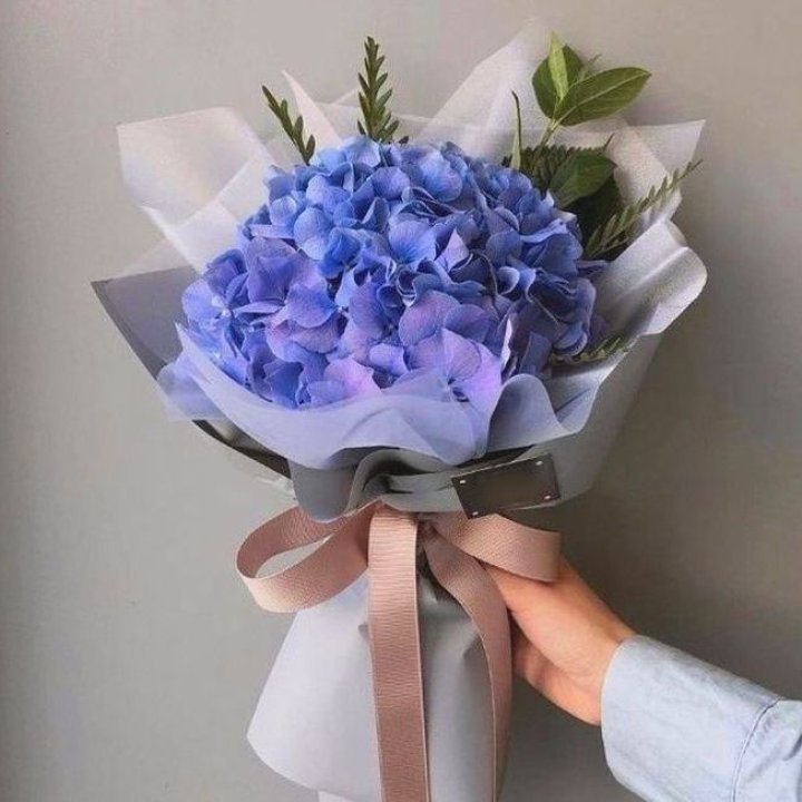 Гортензия голубая в Кирове