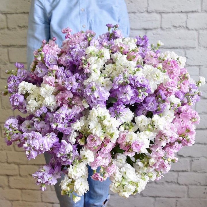 Облако маттиол в Кирове