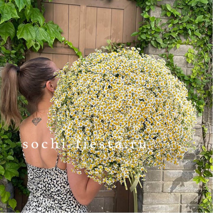 101 ромашка в Кирове