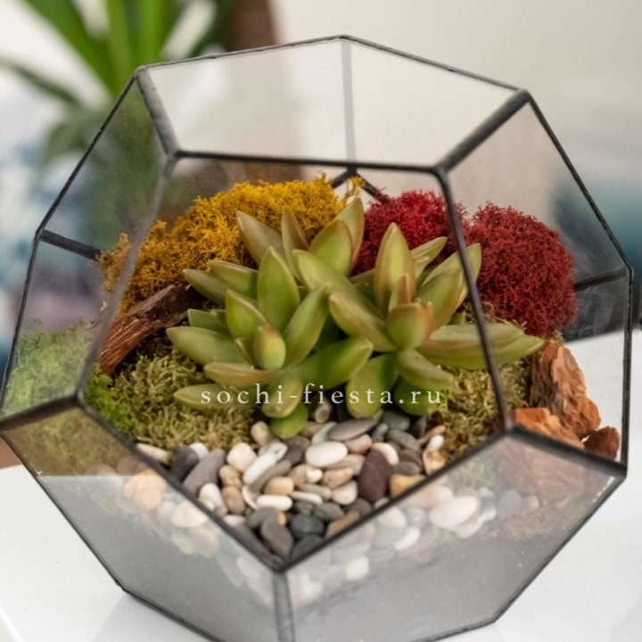 Флорариум “Додекаэдр” с суккулентом Седум в Кирове