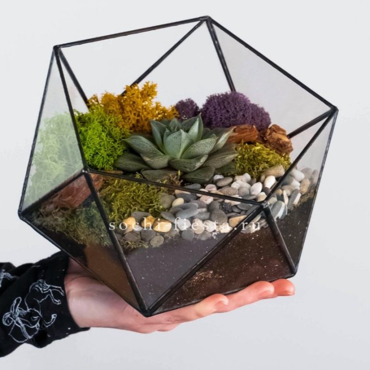 Флорариум “Икосаэдр” с суккулентом Каменная Роза в Кирове