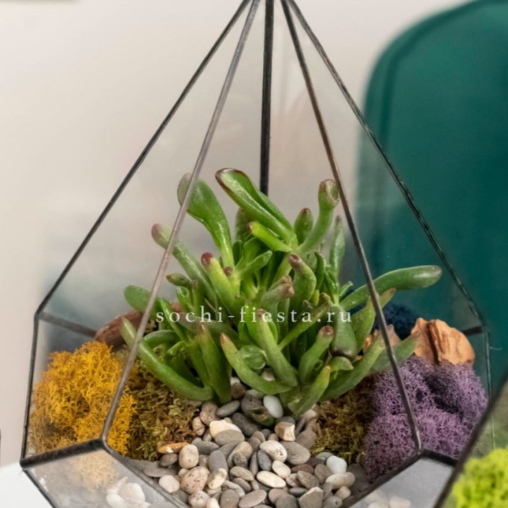 Флорариум “Капля” с суккулентом Крассула Хоббит в Кирове