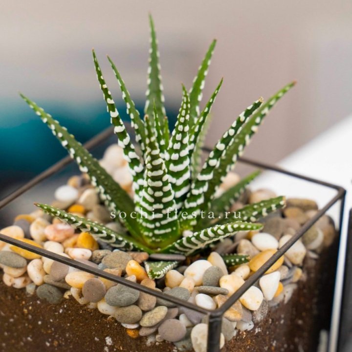 Флорариум Кубик с суккулентом Хавортия в Кирове