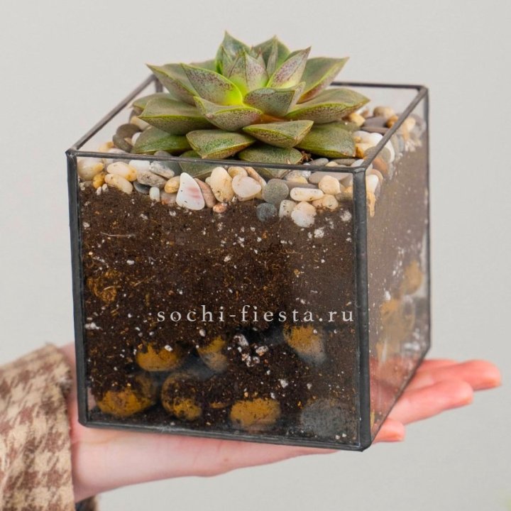 Флорариум Кубик с суккулентом Каменная роза в Кирове