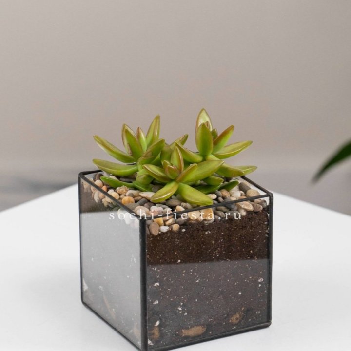 Флорариум Кубик с суккулентом Седум в Кирове