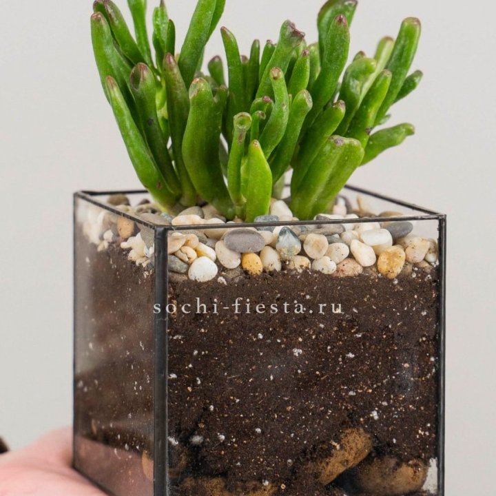 Флорариум Кубик с суккулентом Хоббит в Кирове