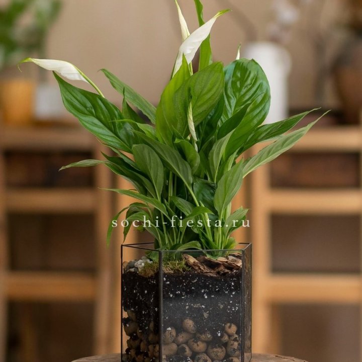Спатифиллум в кашпо Пятиугольник в Кирове