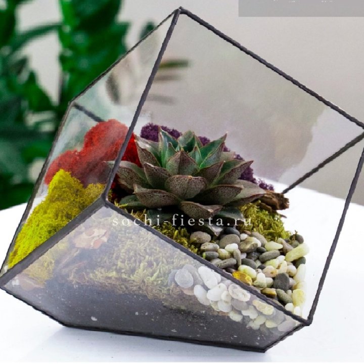 Флорариум Куб усеченный с суккулентом Каменная роза в Кирове