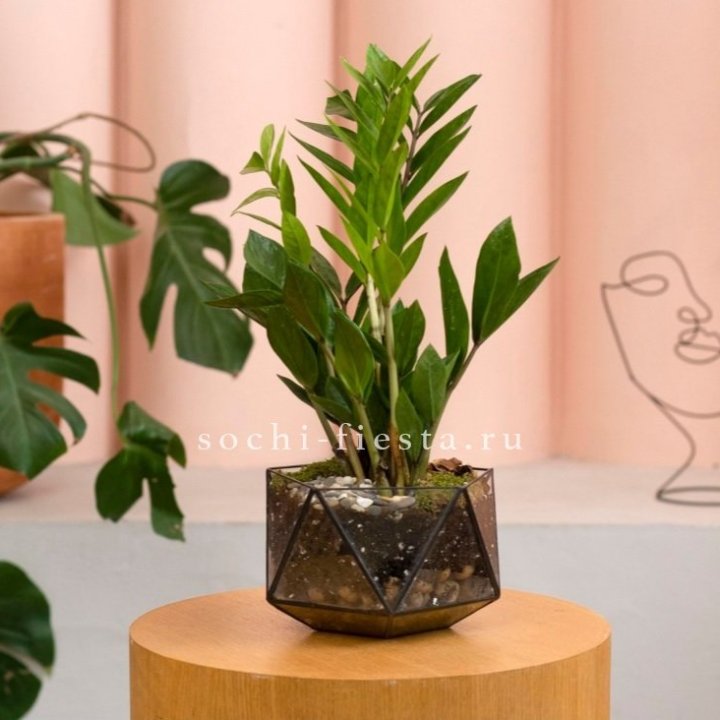 Замиокулькас в кашпо Икосаедр в Кирове