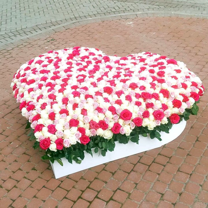 555 роза  в Кирове