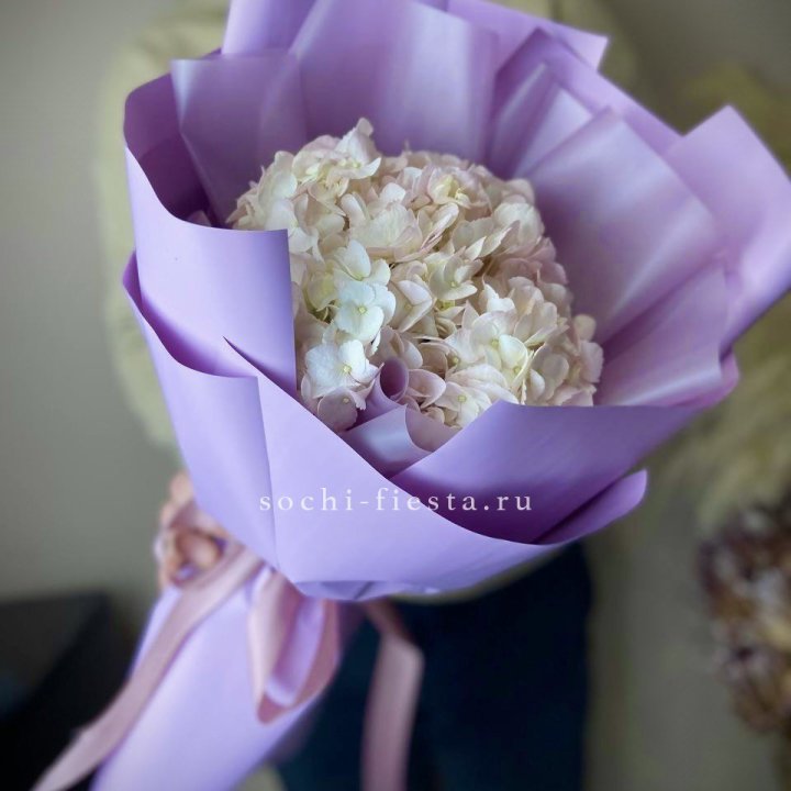 Гортензия розовая в Кирове