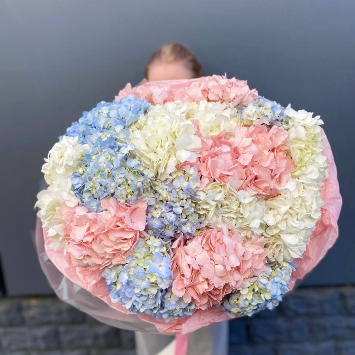 19 гортензий микс в Кирове