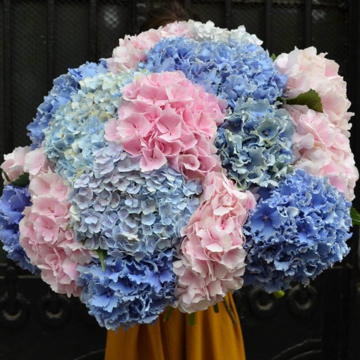Букет гортензий "Фонтан" в Кирове