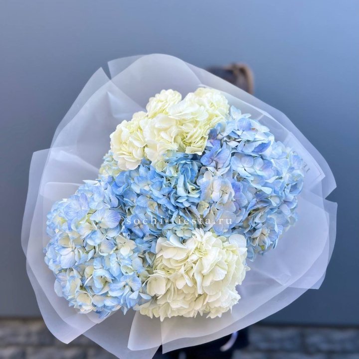 5 бело-голубых гортензий в Кирове