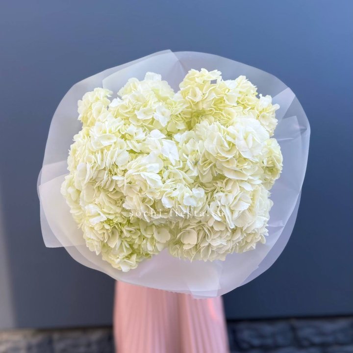 7 белых гортензий в Кирове