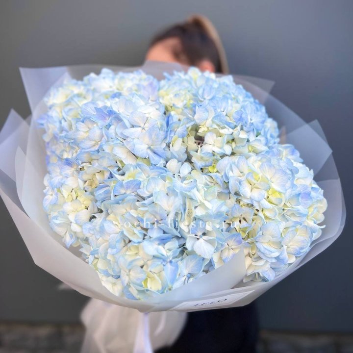 5 голубых гортензий в Кирове