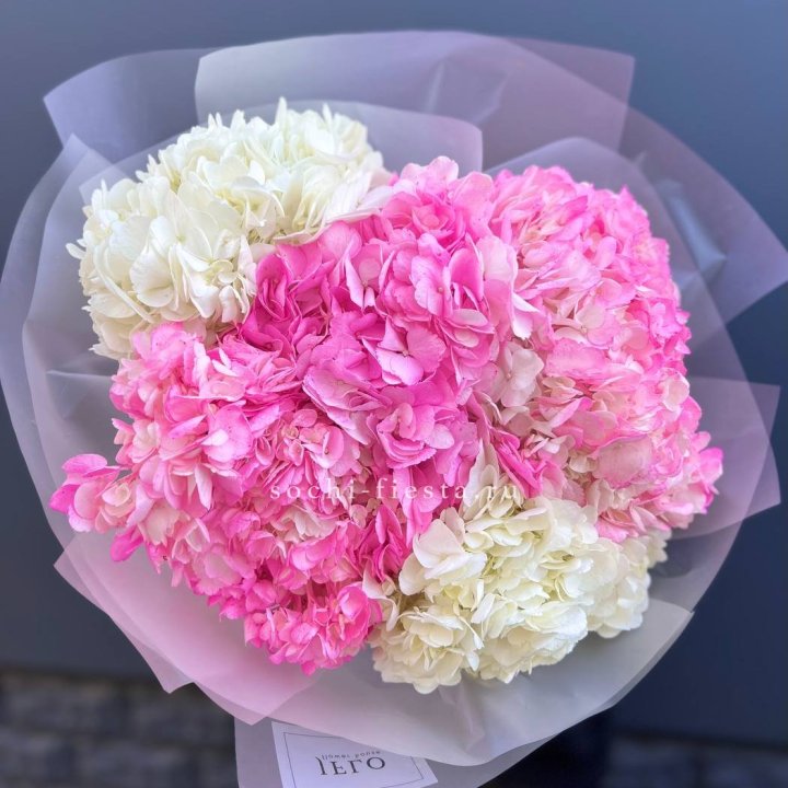 5 бело-розовых гортензий в Кирове
