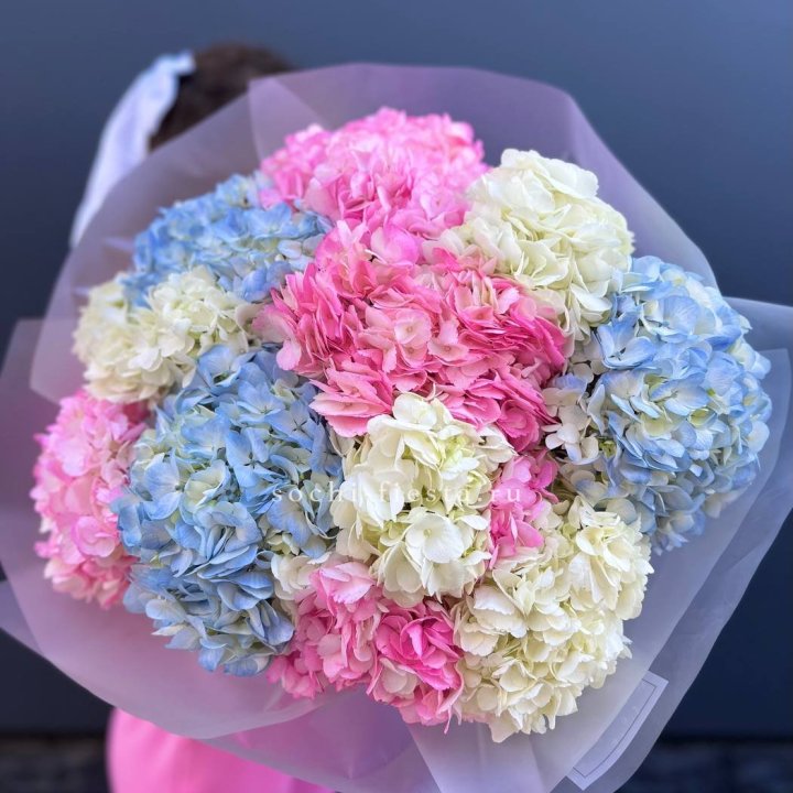 11 гортензий микс в Кирове