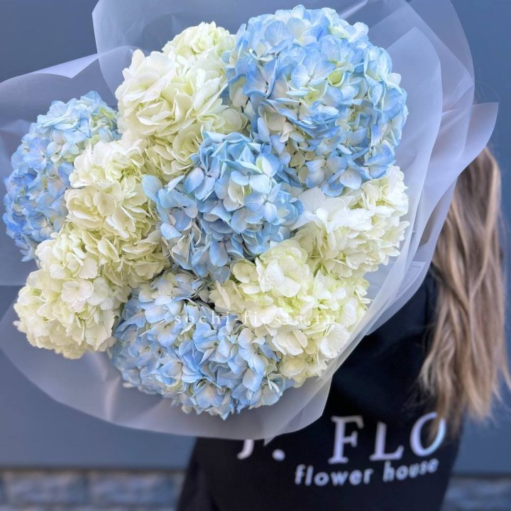 9 бело-голубых гортензий в Кирове