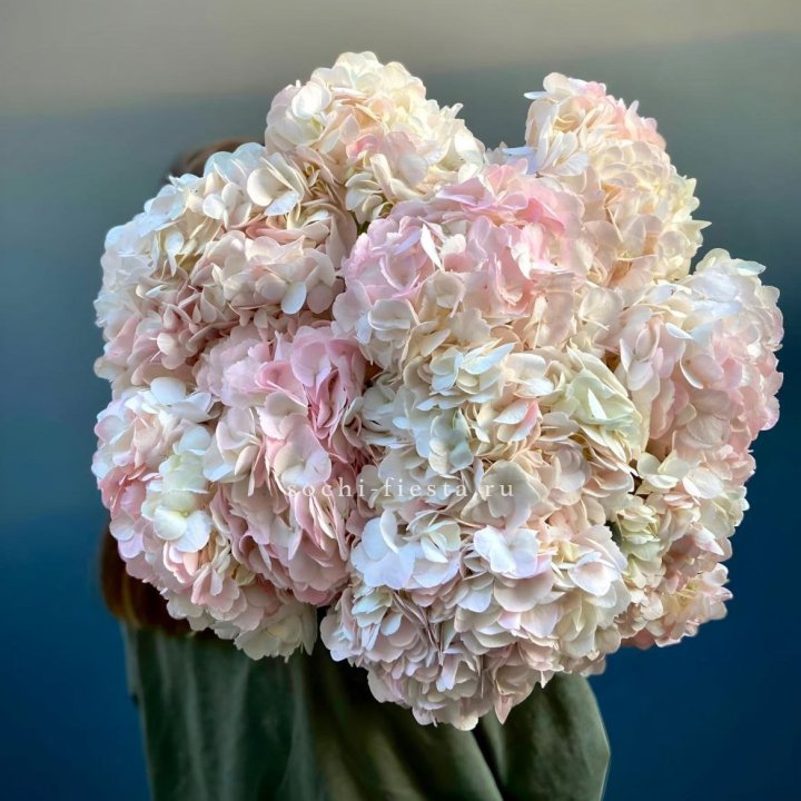 Охапка розовой гортензии в Кирове