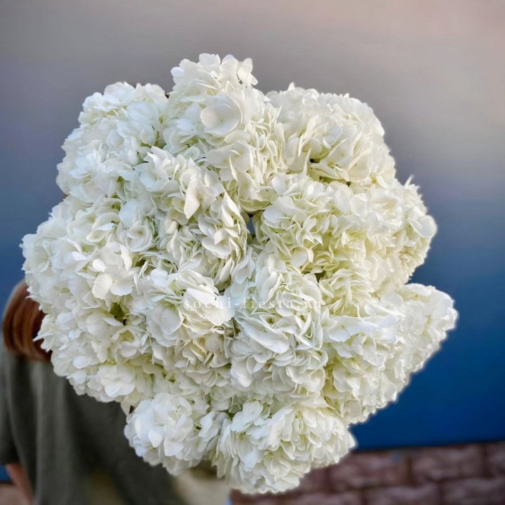 Охапка белой гортензии в Кирове