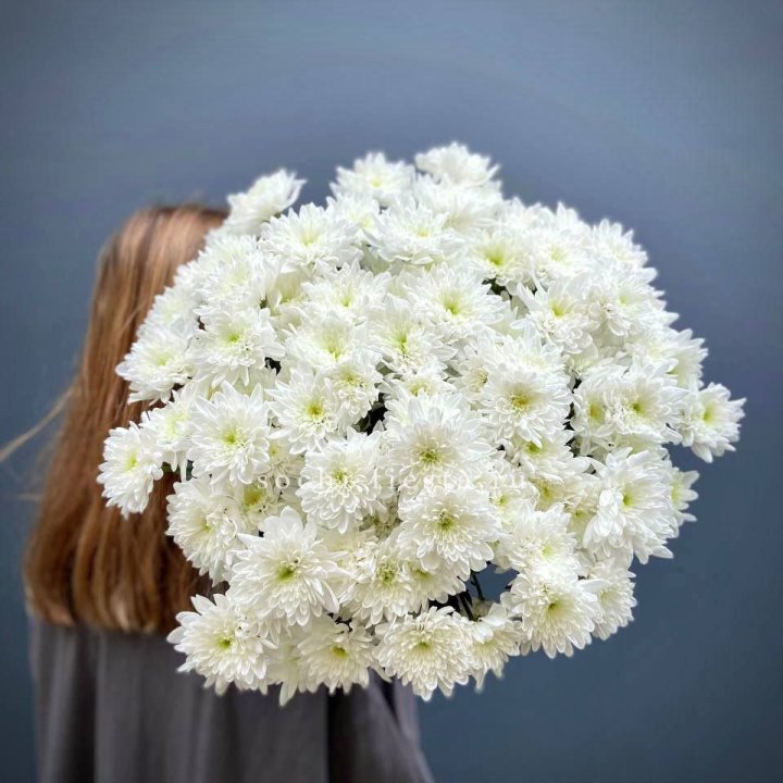 Охапка Хризантемы кустовой в Кирове