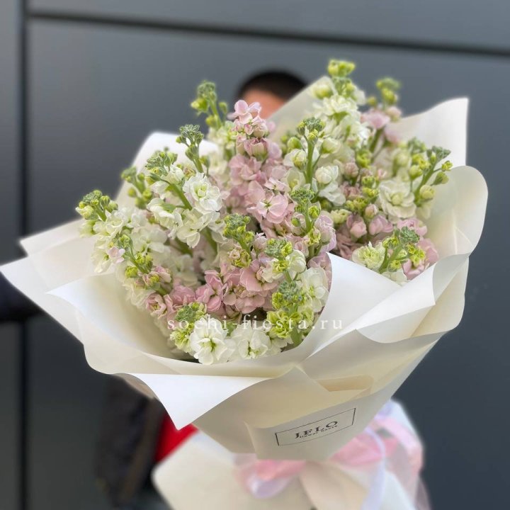 29 маттиол  в Кирове