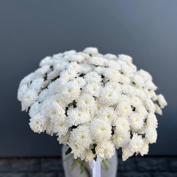  25 хризантем белых в Кирове