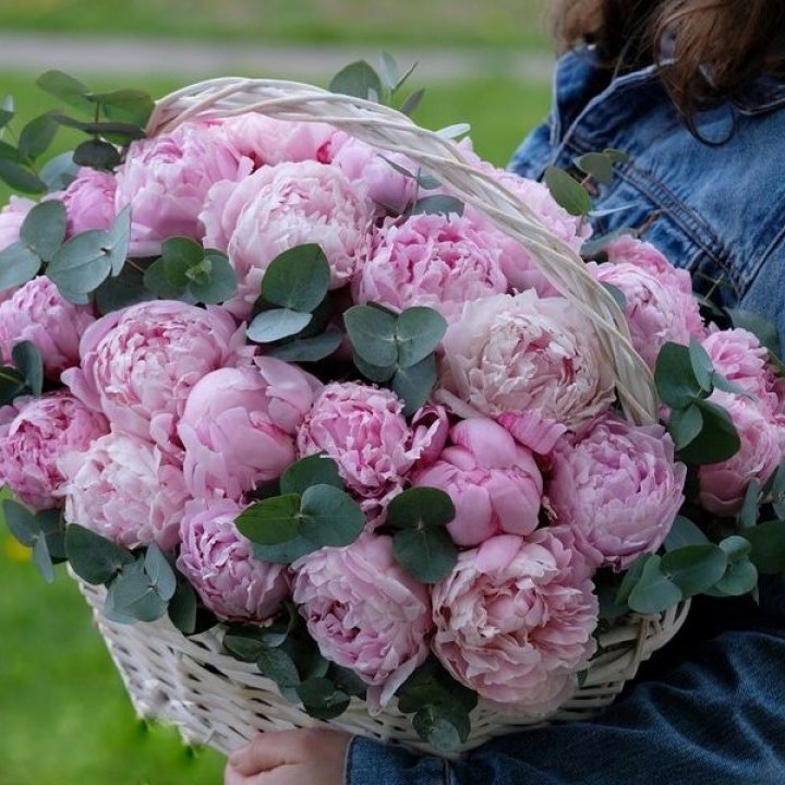 51 пион в корзине в Кирове