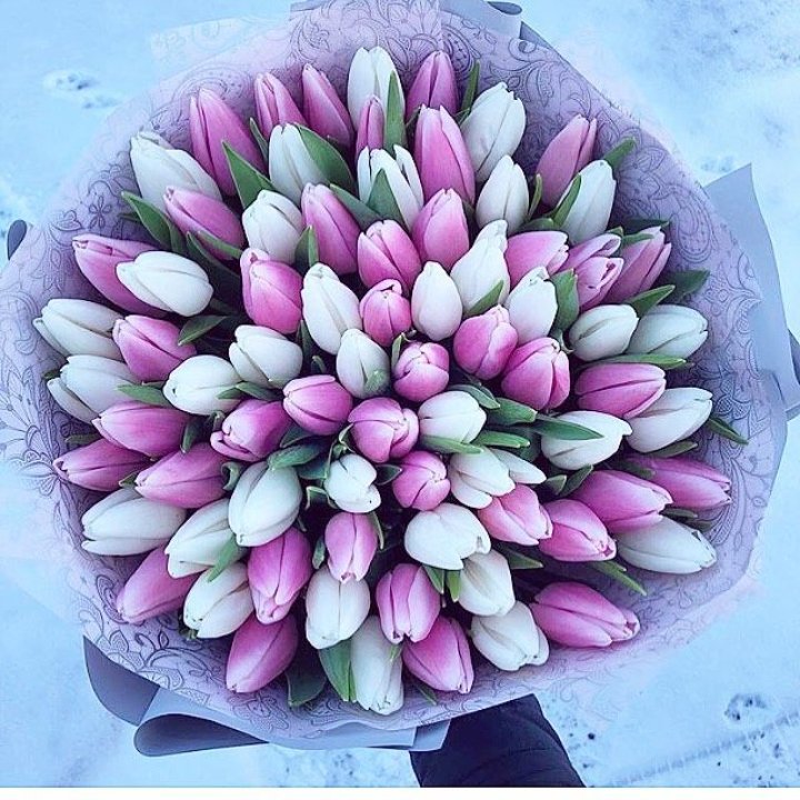 101 тюльпан "Лолипоп" в Кирове